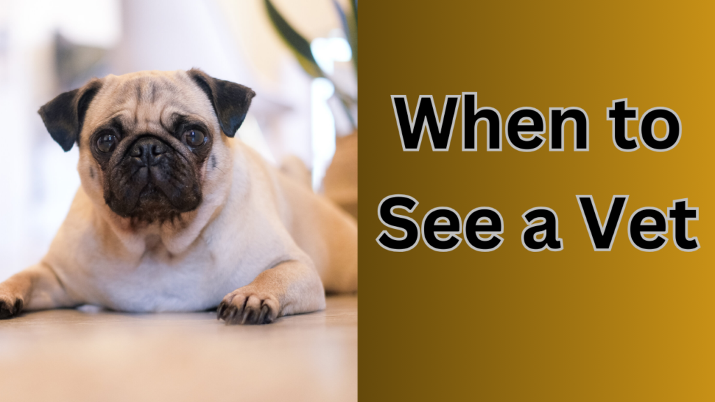 When to See a Vet