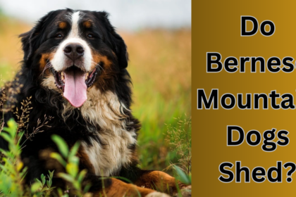 Do Bernese Mountain Dogs Shed?